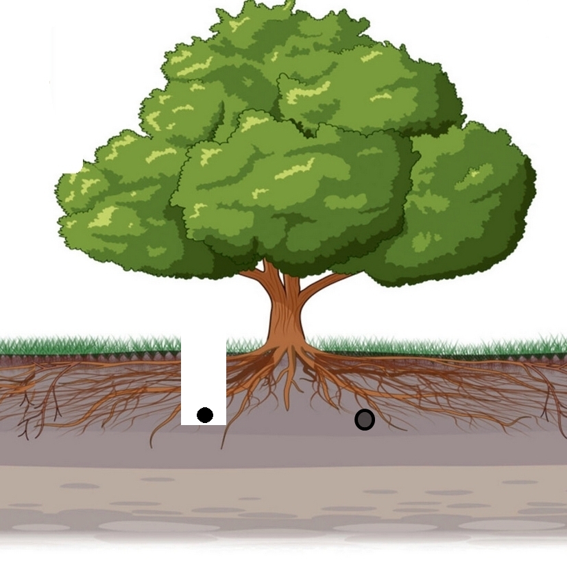 Damage to tree roots